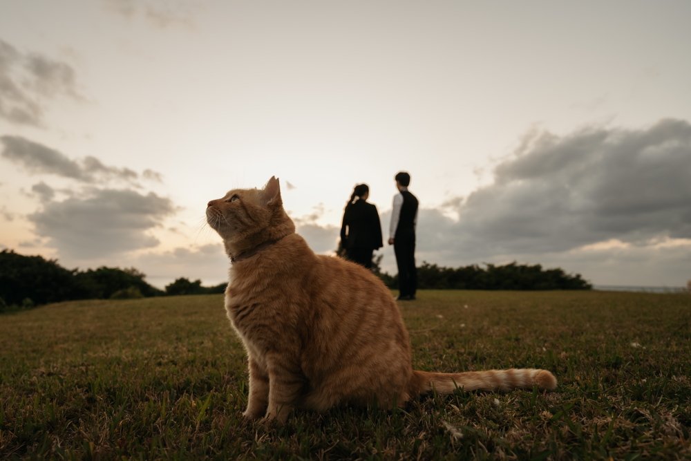 新郎新婦と猫